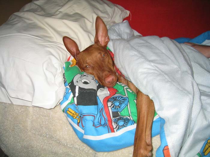 Thanksgiving Day Nap