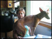 lap dog