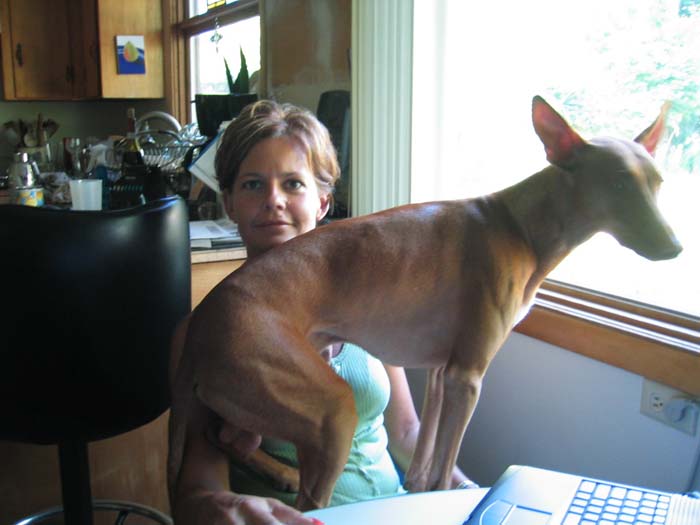 lap dog