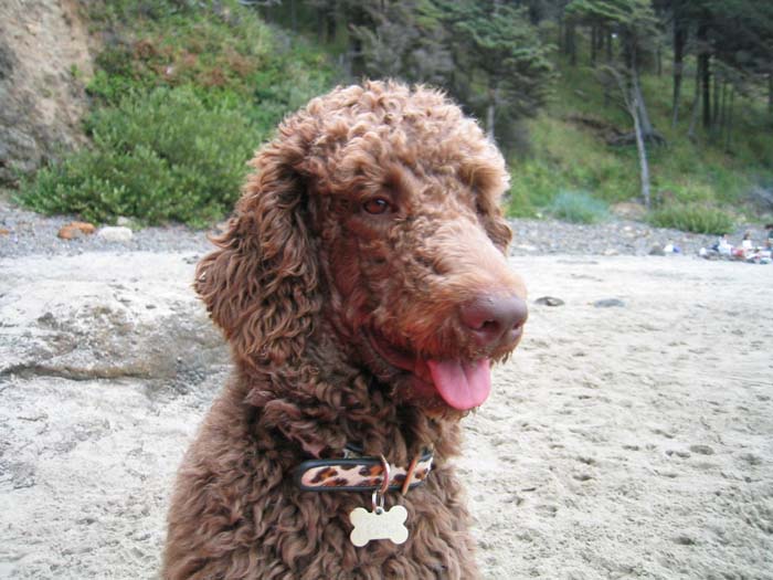 Oliver's First Day at the Beach
