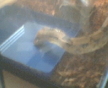 Molly taking a drink!!