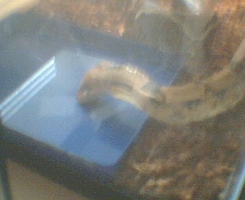 Molly taking a drink!!