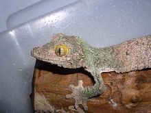 Sikorae female pic 1