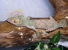 Sikorae female pic 2