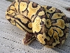 Pastel Female pic 3