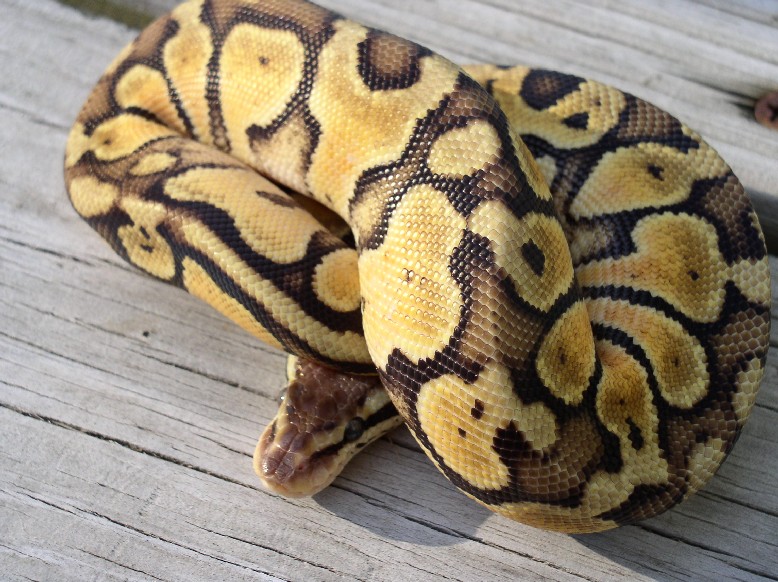 Pastel Female pic 3