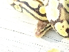 Female Pastel