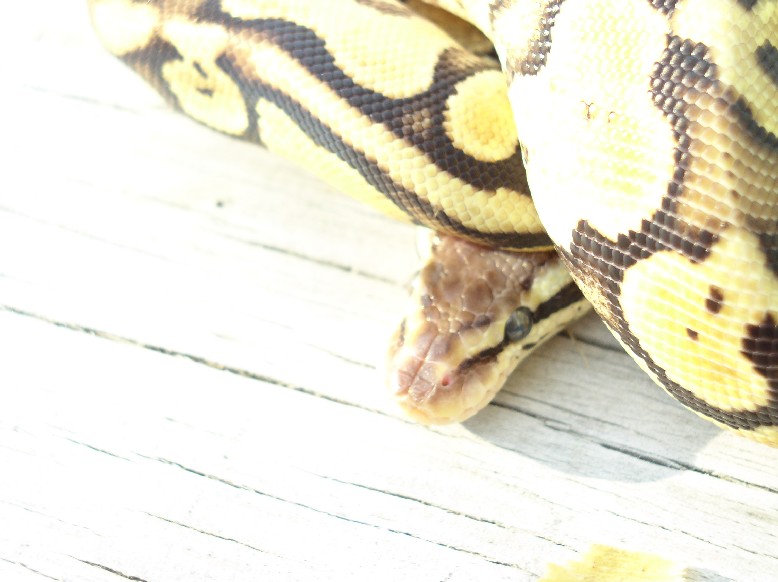 Female Pastel
