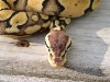 Pastel Female pic 2