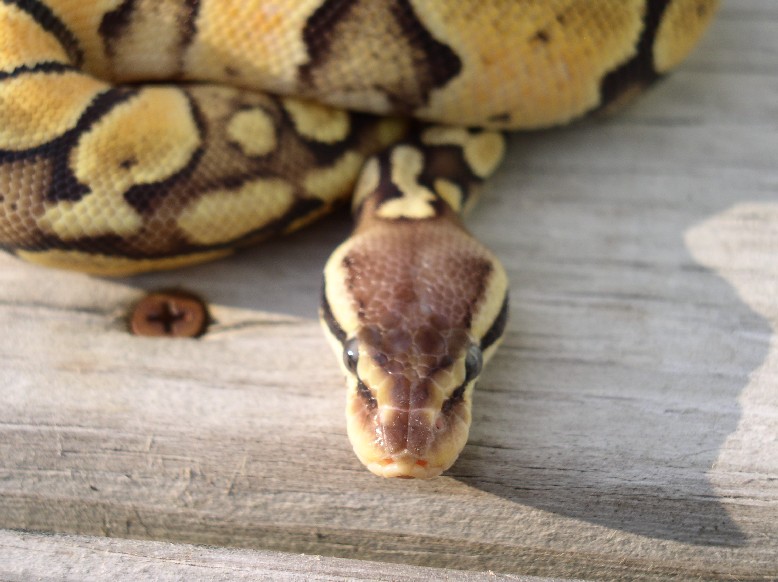 Pastel Female pic 2