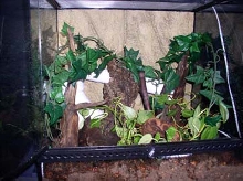 Tokay Cage