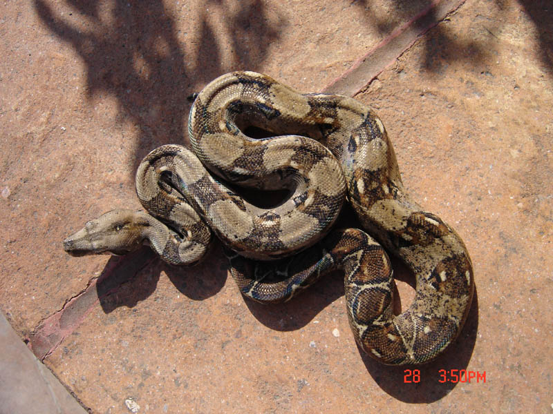 Another new boa 4 months old...
