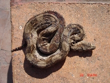 New boa 4 months old