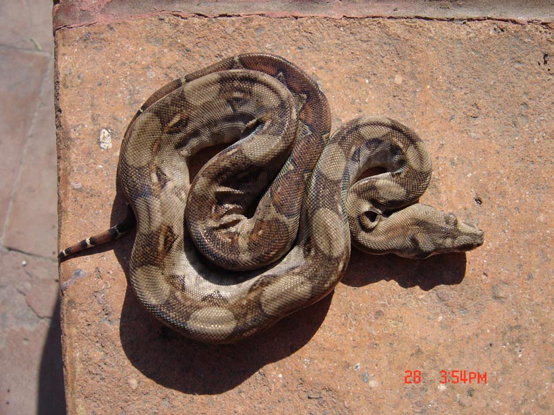 New boa 4 months old