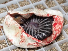 sluggish egg 2