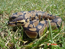 BP Normal