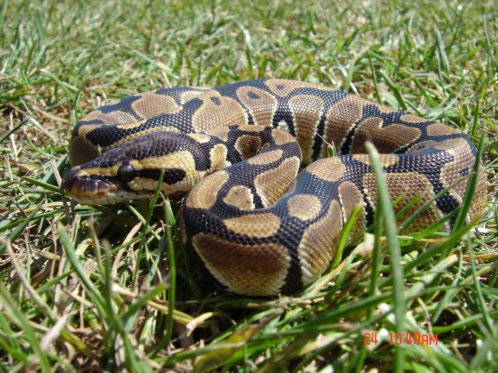 BP Normal
