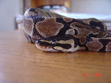 Normal BP
