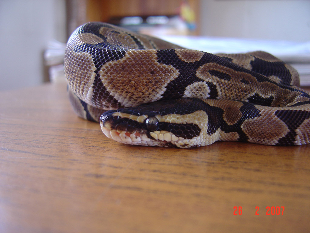 Normal BP