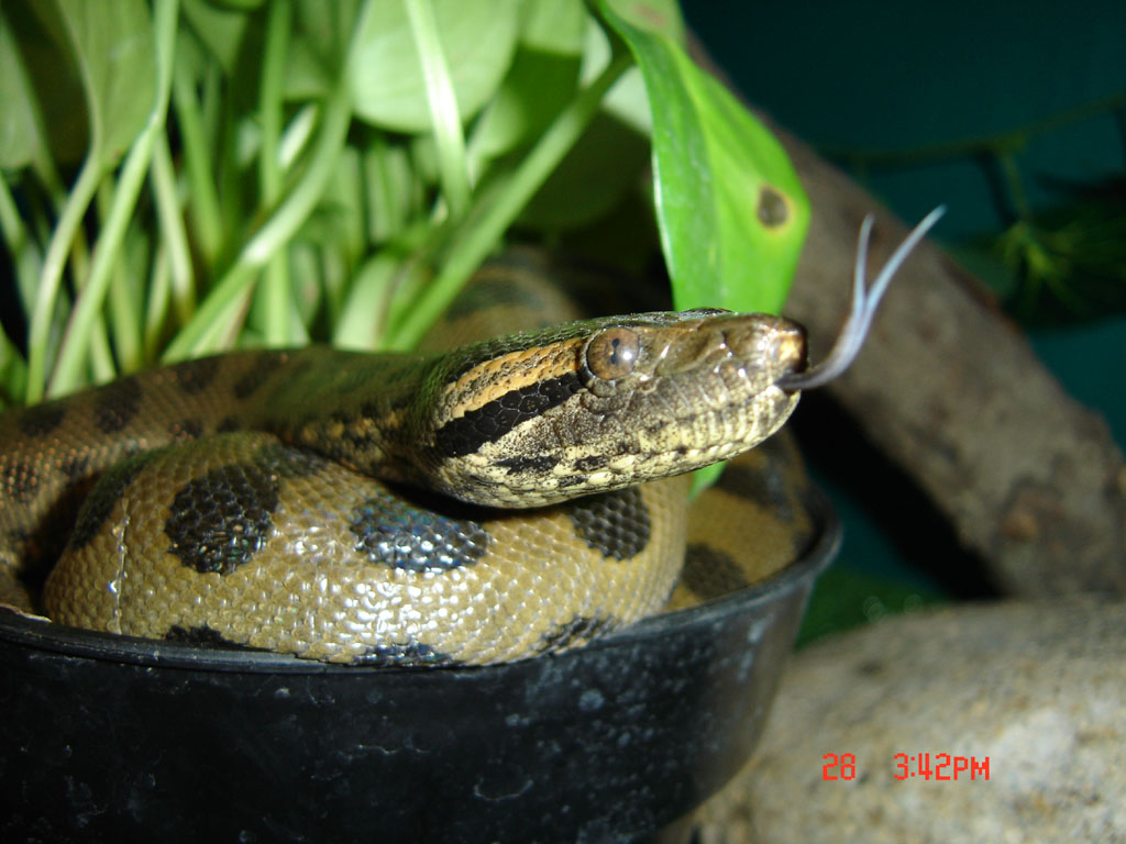 My little green one