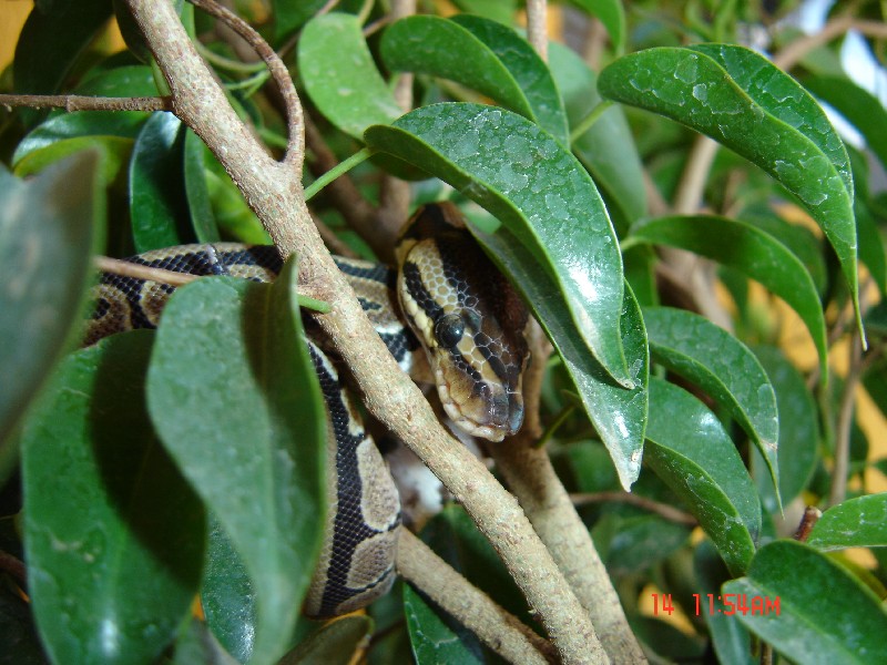 New ball python