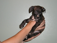 Baby girl at 6 weeks