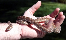 Day after shed