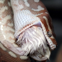 Bredli Eating