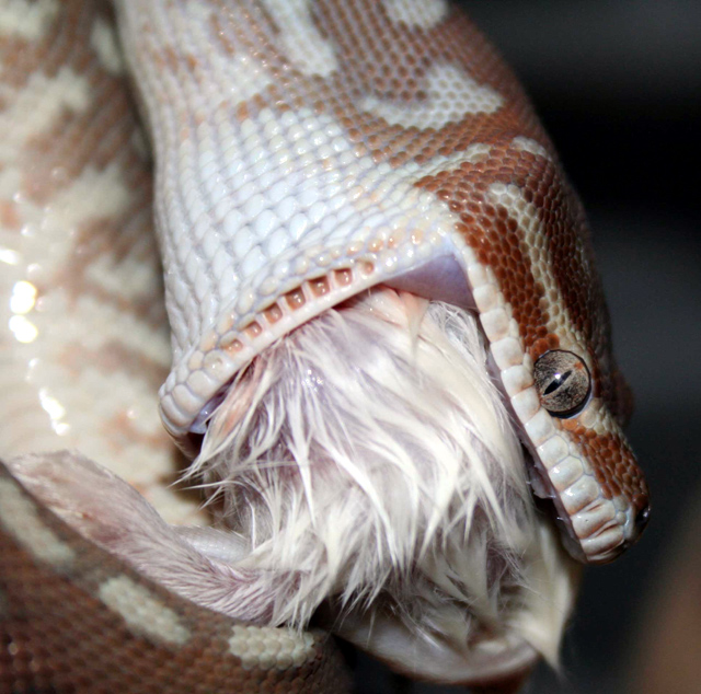 Bredli Eating