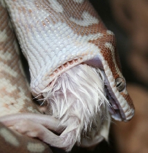 Bredli Eating
