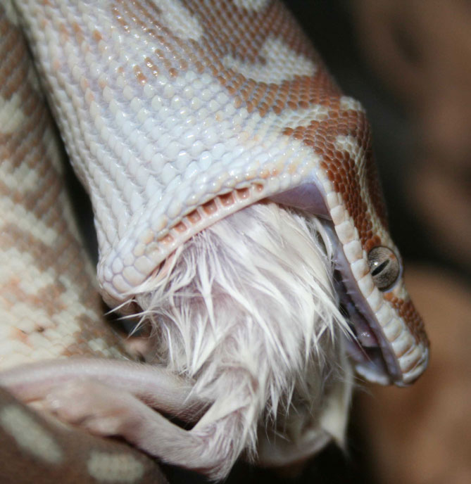 Bredli Eating