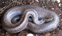 Gravid Female?