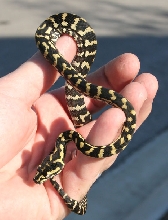 Jungle Carpet Python - 10/21/06