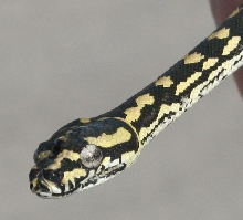 Jungle Carpet Python - 10/21/06
