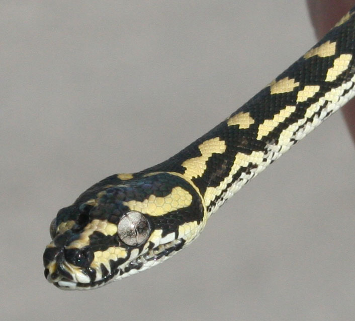 Jungle Carpet Python - 10/21/06