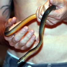 Liasis Fuscus