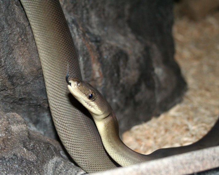Male Olive