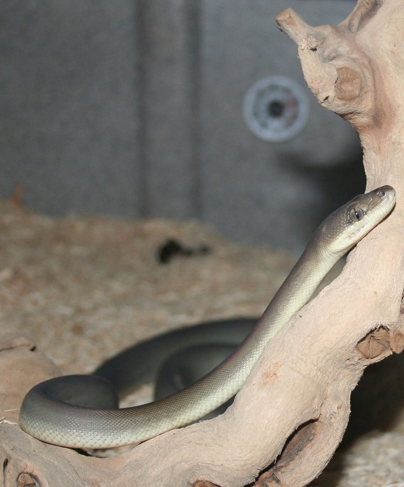 Olive Python