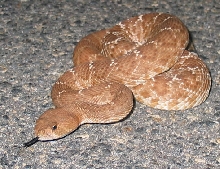 Crotalus Ruber