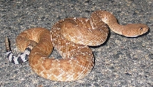 Crotalus Ruber
