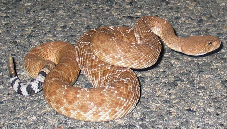 Crotalus Ruber