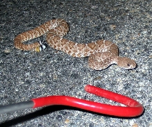'06 Crotalus Ruber