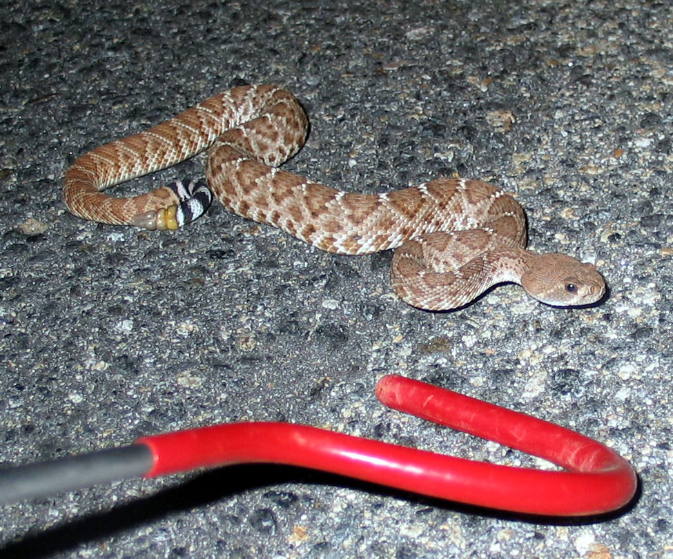 '06 Crotalus Ruber