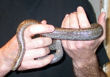 Caught 4/2/06 in San Diego, CA