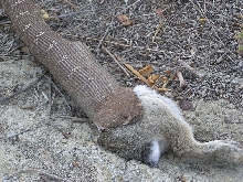 Crotalus Ruber
