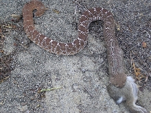 Crotalus Ruber