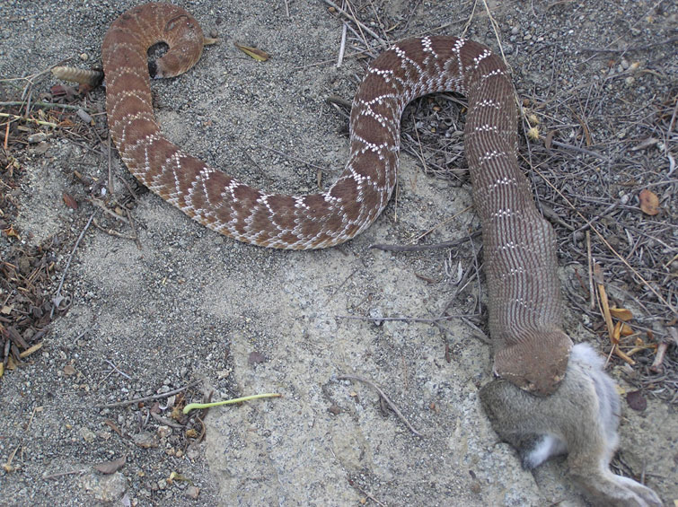 Crotalus Ruber