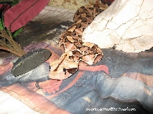 bitis gabonica
