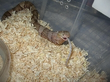 copperhead