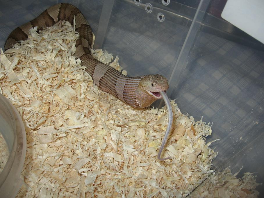copperhead